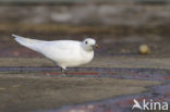 Ivory Gull (Pagophila eburnea) 