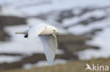 Ivory Gull (Pagophila eburnea) 