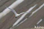 Ivory Gull (Pagophila eburnea) 
