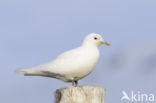 Ivory Gull (Pagophila eburnea) 