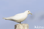 Ivory Gull (Pagophila eburnea) 