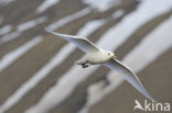 Ivory Gull (Pagophila eburnea) 