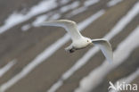 Ivory Gull (Pagophila eburnea) 