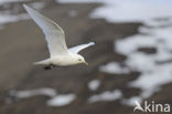 Ivory Gull (Pagophila eburnea) 