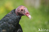 Turkey vulture (Cathartes aura)
