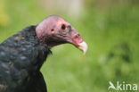 Turkey vulture (Cathartes aura)