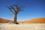 Camel Thorn tree (Acacia erioloba)