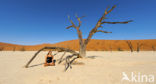 Camel Thorn tree (Acacia erioloba)