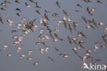 Kanoetstrandloper (Calidris canutus)