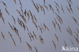 Kanoetstrandloper (Calidris canutus)