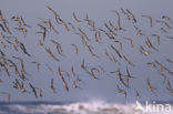 Kanoetstrandloper (Calidris canutus)