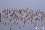 Kanoetstrandloper (Calidris canutus)