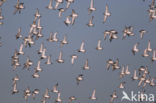 Red Knot (Calidris canutus)