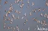 Kanoetstrandloper (Calidris canutus)