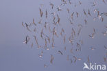 Kanoetstrandloper (Calidris canutus)