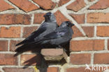 Eurasian Jackdaw (Corvus monedula)