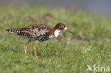 Ruff (Philomachus pugnax)