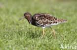 Ruff (Philomachus pugnax)