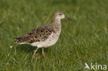 Ruff (Philomachus pugnax)