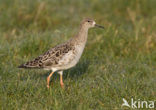 Kemphaan (Philomachus pugnax) 