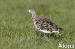 Ruff (Philomachus pugnax)