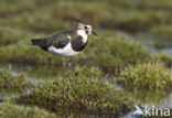 Lapwing (Vanellus vanellus)