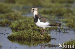 Lapwing (Vanellus vanellus)