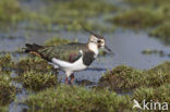 Lapwing (Vanellus vanellus)