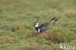 Lapwing (Vanellus vanellus)