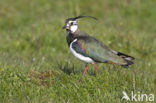 Lapwing (Vanellus vanellus)