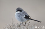 Great Grey Shrike (Lanius excubitor)