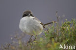 Great Grey Shrike (Lanius excubitor)