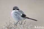 Great Grey Shrike (Lanius excubitor)