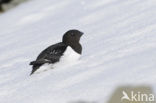 Little Auk (Alle alle)