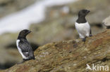 Little Auk (Alle alle)