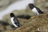 Little Auk (Alle alle)