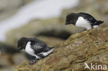 Little Auk (Alle alle)