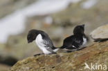 Little Auk (Alle alle)