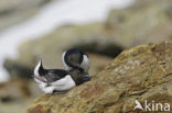 Little Auk (Alle alle)