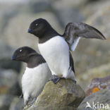 Little Auk (Alle alle)