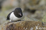 Little Auk (Alle alle)