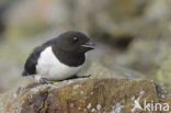 Little Auk (Alle alle)