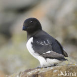 Little Auk (Alle alle)