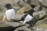 Little Auk (Alle alle)