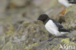 Little Auk (Alle alle)