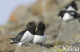 Little Auk (Alle alle)