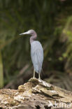 Little blue heron (Egretta caerulea)