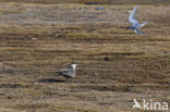 Parasitic Jaeger (Stercorarius parasiticus)