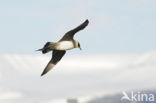 Parasitic Jaeger (Stercorarius parasiticus)