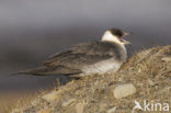 Parasitic Jaeger (Stercorarius parasiticus)